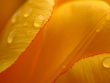 Close-up of Bright Yellow Tulip Petals with Water Droplets