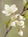 White Apple Blossom