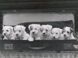 Six Puppies