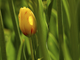 Tulip in Grass