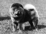 Champion Choonam Hung Kwong Crufts  Best in Show  1936