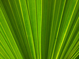 Close-up of Palm Leaf