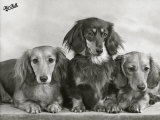 Three Dachshunds Sitting Together from the "Priorsgate" Kennel Owned by Sherer