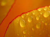 Close-up of Bright Yellow Tulip Petals with Water Droplets