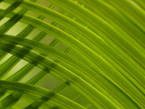 Close-up of Palm Leaf