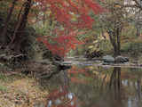 Stream Flowing Through the Woods