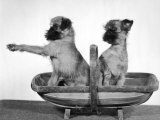 Two Unnamed Griffons Owned by Scholfield Sitting in a Trug