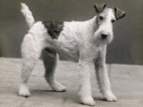 An Unidentified Dog