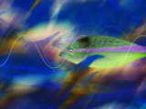 Incandescent Fish