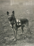 Malinois (Belgian Shepherd Dog) Trained for Work as a French Red Cross Dog