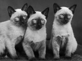 Group of Three Sweet Siamese Kittens Sitting Together