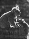 Koala and Her Cub