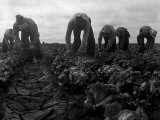 Filipinos Cutting Lettuce  Salinas  California  1935