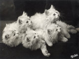 Group of Five Adorable White Fluffy Chinchilla Kittens Lying in a Heap Looking up at Their Owner