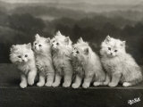 Row of Five Adorable White Fluffy Chinchilla Kittens