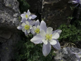 Blooming Columbine  Colorado