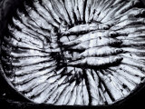 Sardines