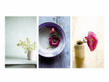 Zen Blossoms Triptych