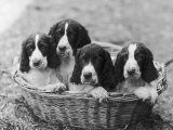 Four Large Puppies Crowded in a Basket Owner: Browne