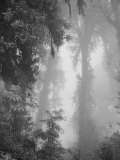 Forest Near Chubitang  at About 2000 Meters