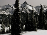 Snowy Mt Rainer with Trees  Washington  USA