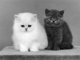 Two Kittens One a White Chinchilla the Other a British Shorthair Blue