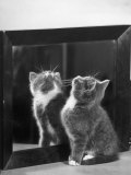 This Small Grey and White Kitten Stares up at the Ceiling While Sitting Next to a Large Mirror