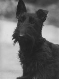 Head Study of an Unnamed Scottie with a Floppy Ear Owner: Cross