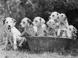 Six of the Puppies are Crowded in the Basket the Seventh is the Clever One as He Sits Outside It