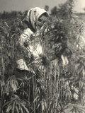 hungarian stereotypes article hungar