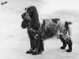 Tracey Witch of Ware Crufts  Best in Show  1948 and 1950