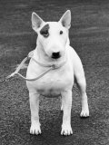 Champion Abraxas Audacity Crufts  Best in Show  1972