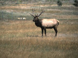 An Elk in the Grassland in Colorado