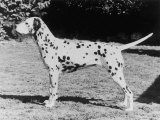 Champion Fanhill Faun Crufts Best in Show 1968 Dog Standing Side On