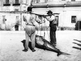 Two Men Carrying a Freshly-Caught Tuna Palermo