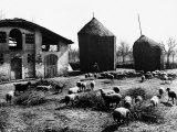 Restone (Figline Valdarno) Haystacks and Grazing Sheep