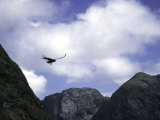 A Condor Flying Through the Mountains