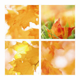 Autumn Maple Leaves Four Patch
