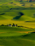 Rolling Green Hills of Spring Crops  Palouse  Washington  USA
