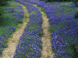Tracks in Bluebonnets  near Marble Falls  Texas  USA