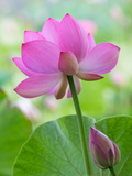 Perry's Water Garden  Lotus Blossom  Franklin  North Carolina  USA