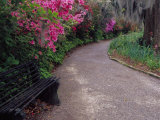 Pathway and Bench in Magnolia Plantation and Gardens  Charleston  South Carolina  USA
