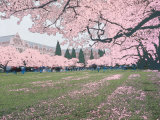 Japanese Cherry Trees and Students on the University of Washington Campus  Seattle  Washington  USA