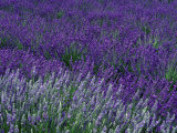 Lavender Fields in Sequim  Olympic Peninsula  Washington  USA