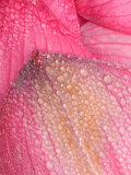 Lotus Petals with Dew  Perry's Water Garden  Franklin  North Carolina  USA