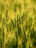 Wheat Crop in Palouse  Washington  USA