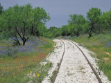 Bluebonnets and Abandoned Rails  near Marble Falls  Texas  USA