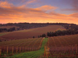 Early Spring over Knutsen Vineyards in Red Hills  Oregon  USA
