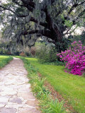 Pathway in Magnolia Plantation and Gardens  Charleston  South Carolina  USA