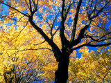 Maple Trees in Fall Foliage  Washington  USA